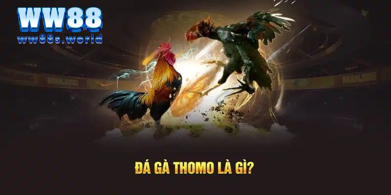 ĐÁ GÀ THOMO WW88- SẢNH ĐÁ GÀ HÀNG ĐẦU 2024 2 Khám phá sảnh đấu đá gà thomo WW88